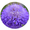 Top quality Bulk Garden flower Pincushion Seeds